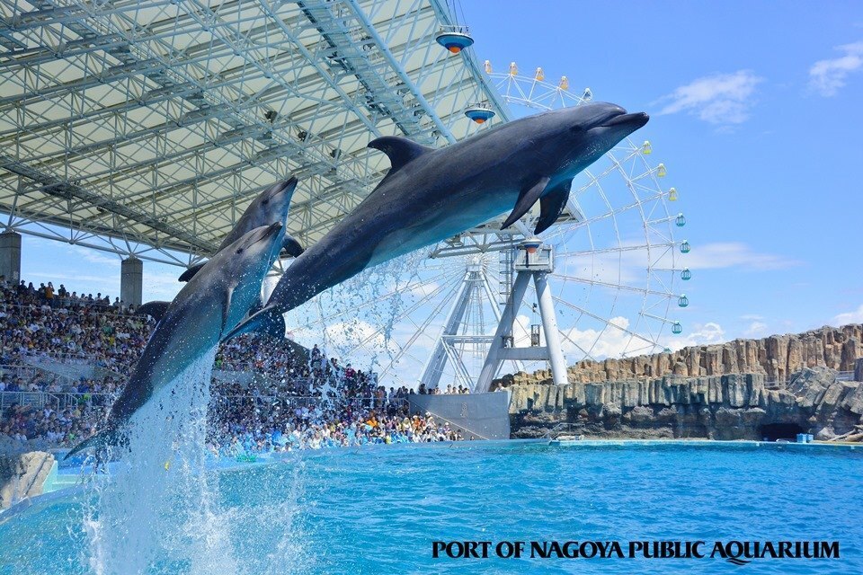 名古屋港水族館入館券付き宿泊プラン　ご朝食付
